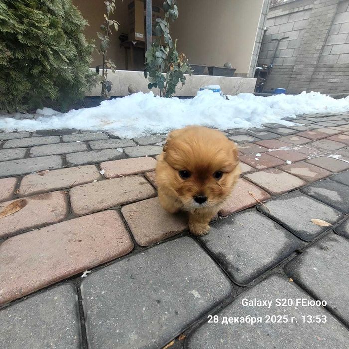 Щенки помесь шпица и спаниели