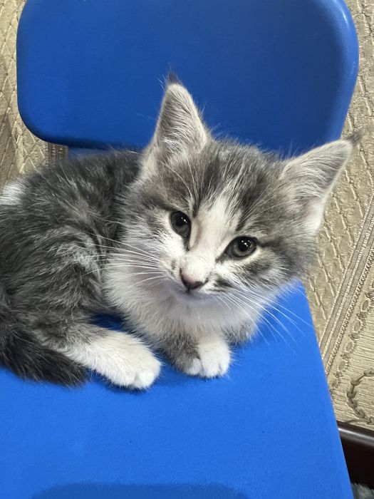 котенок, Норвежская лесная кошка