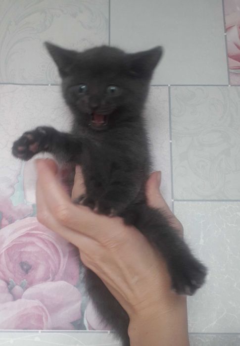 Голубые и черные котята