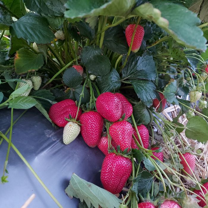 Ofer spre vânzare stoloni capsuni Albion ,Alba ,Asia și altele