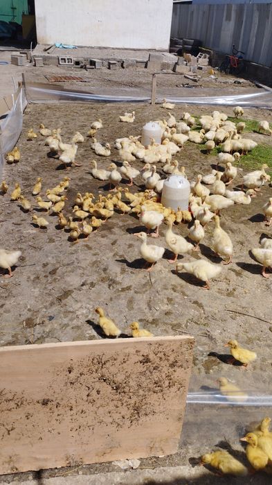 Продажа бройлеры