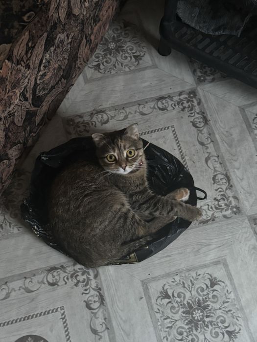 Пропала вислоухая кошка