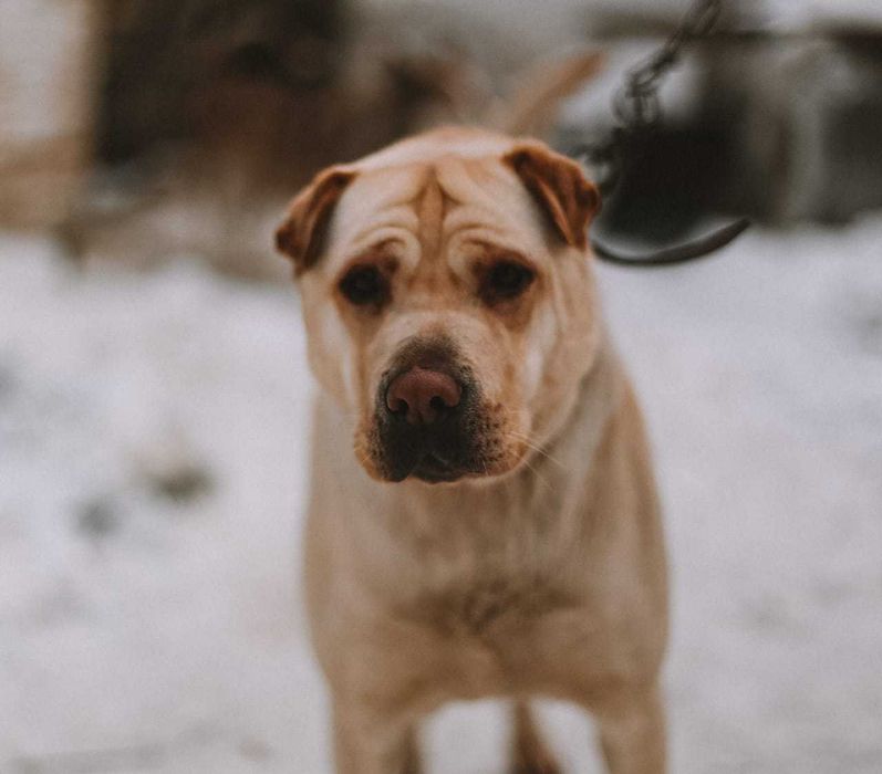 Собака в добрые руки