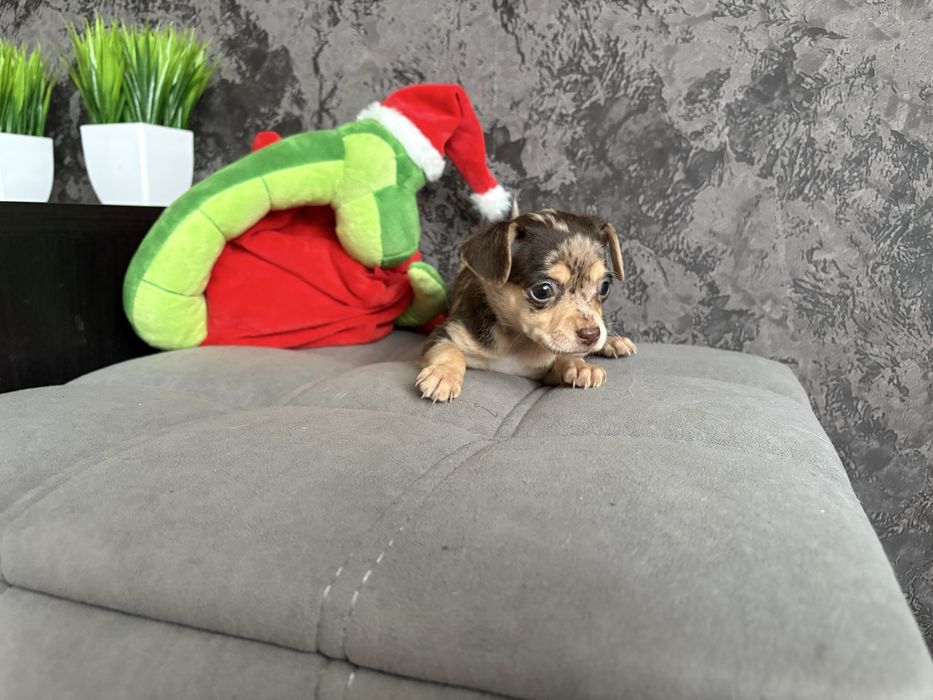 Щенки русского тоя