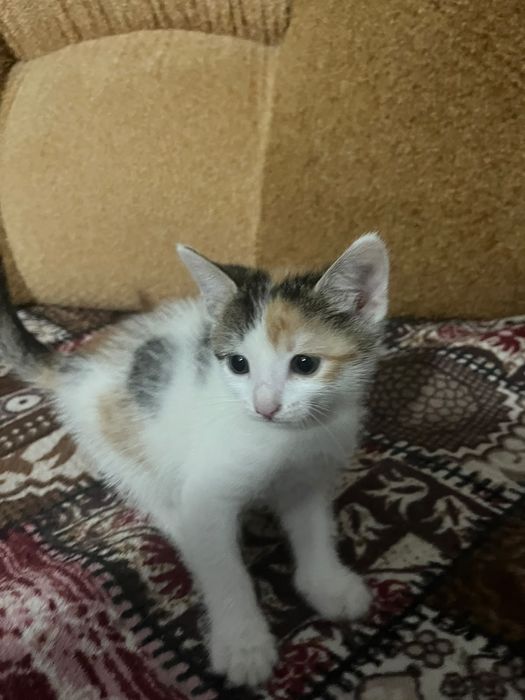 Котёночек  в хорошие  руки