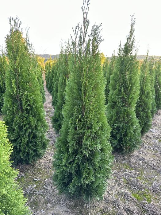 Tuia Smaragd 1,5 m - 2,5 m