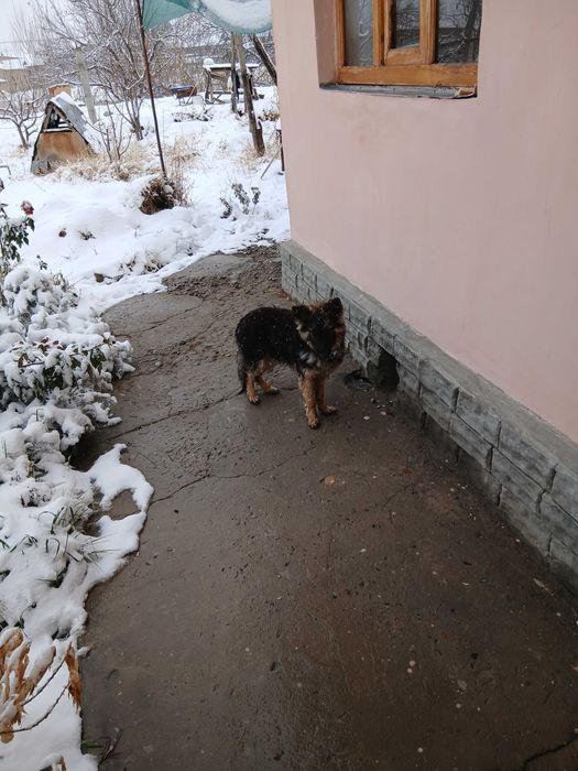 Собака овчарка девочка торг умесен