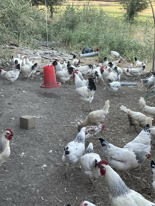 Adler xorozlari siribristiy yahshiboqilgan