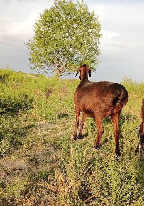 Investor kerak chorvachilika