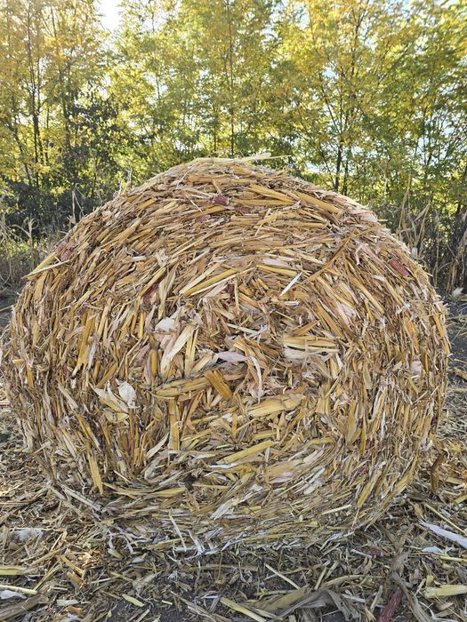 Vând baloți de tulei tocați