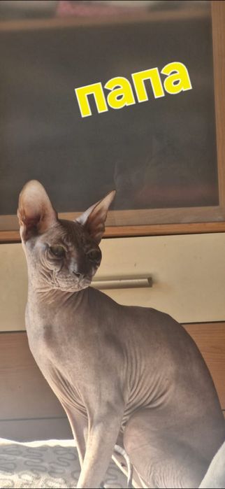 Бронь канадских котят. Им 1 мес.