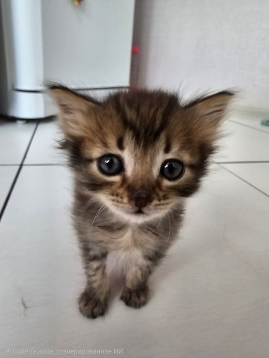 Красивый котёнок мальчик.