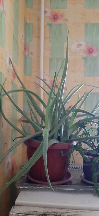 Продаются комнатные цветы