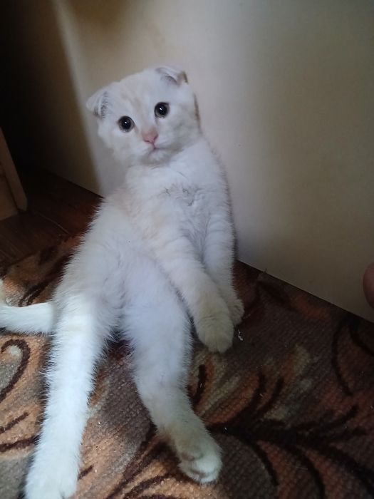 Котёнок шотландский с британцем