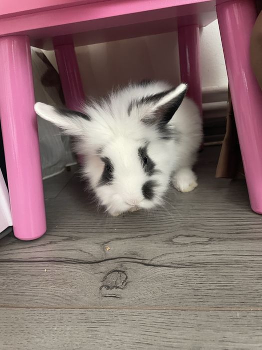 Iepure pitic cap de leu