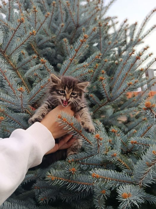 Отдам в добрые руки котенок 1 месяц , мальчик