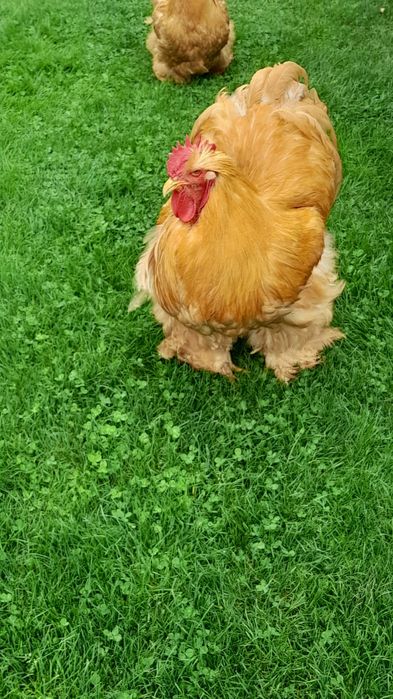 Găini cochinchina uriaș și pauni