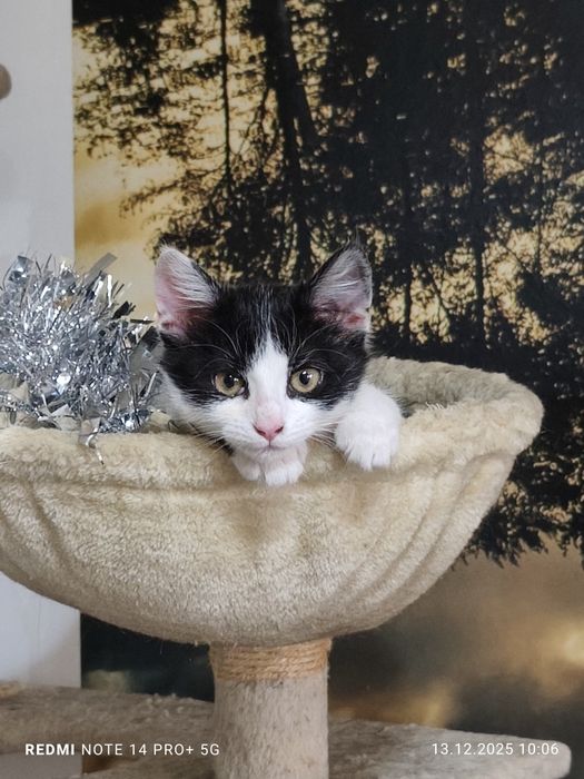 Подарявам малко коте