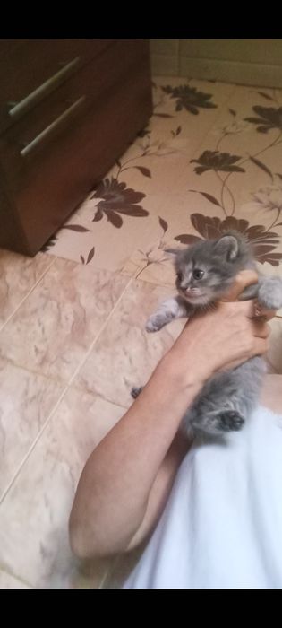 Шотланские 1, месяцев.