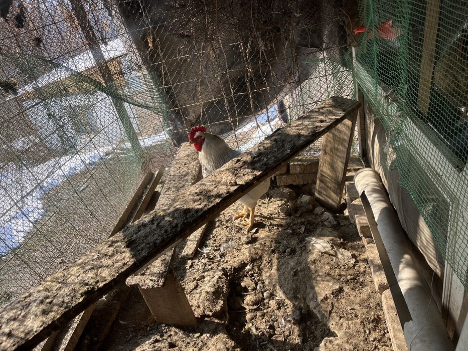 Петух адлер продоистый