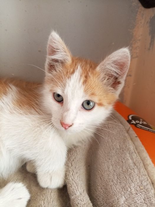 Мини котики, мальчики котята