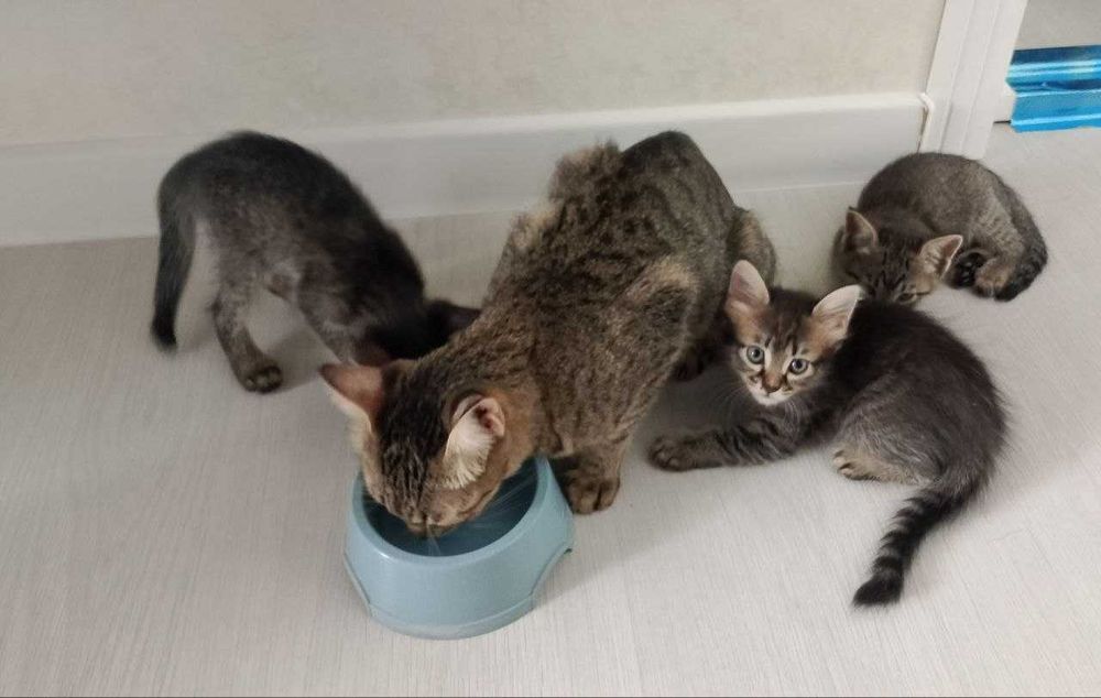 Мушукчалар, котят