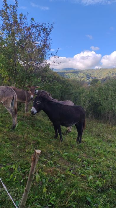 Magarite de vânzare