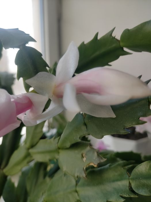 Шлюмбергера(декабрист)