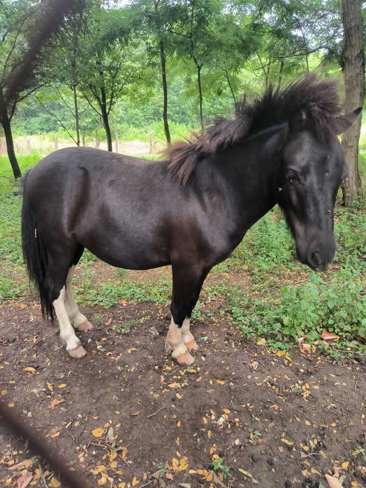 Mascul ponei tânăr de vânzare sau schimb cu o femela