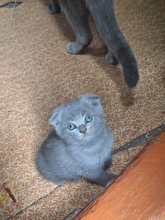 Продается котенок срочно