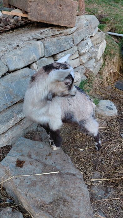 Vand ieduta.               .