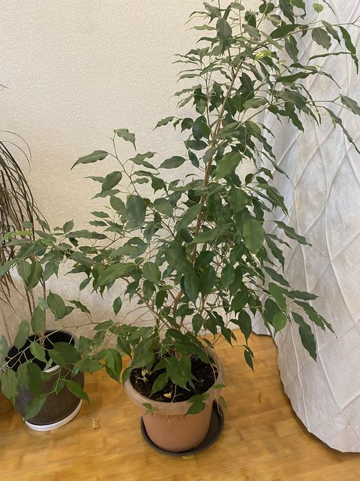 Комнатные растение