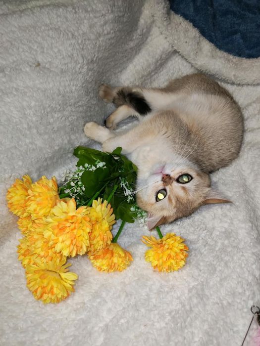 Кошечка золотая шиншилла
