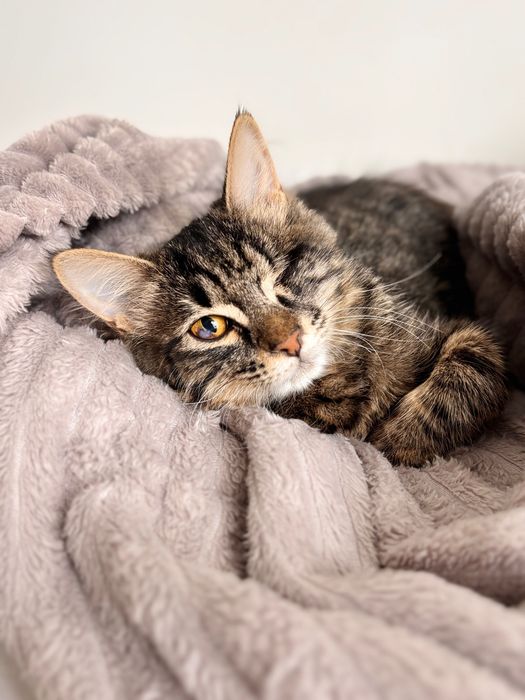 Котенок снайпер ищет дом, с приданным