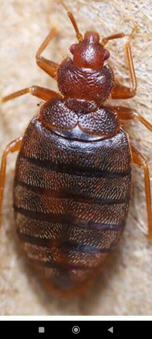 Как выглядят древесные клопы Как выглядят древесные клопы