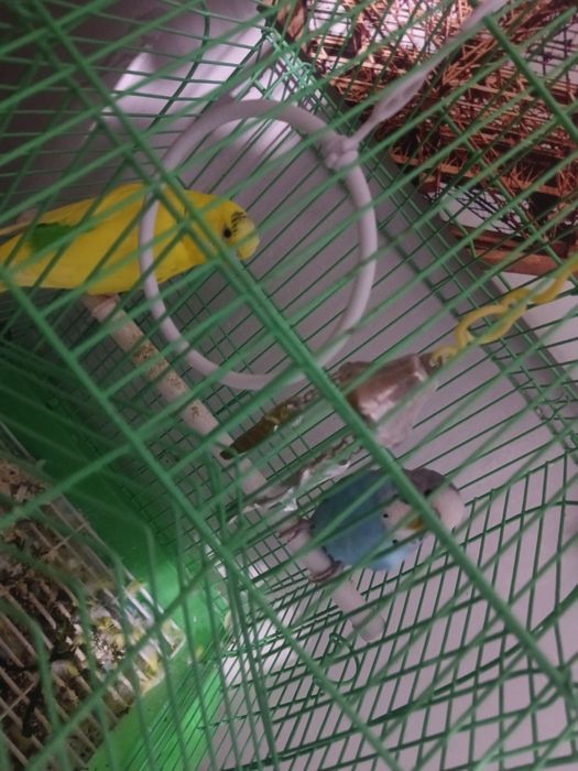 Попугай сатылады сеткасымен бирге