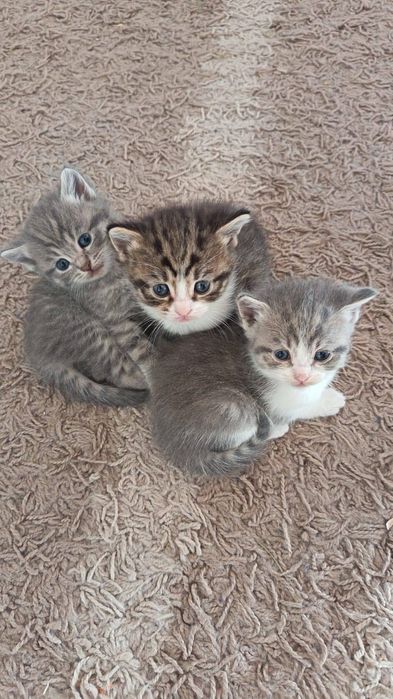 Отдам котят в добрые руки!