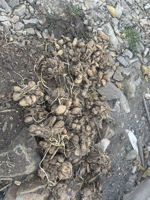 Продам садовые цветы