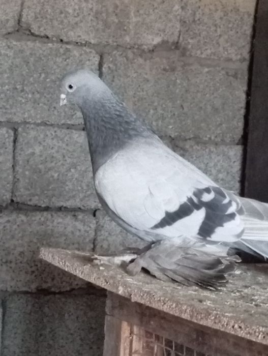 Голуби животные птицы