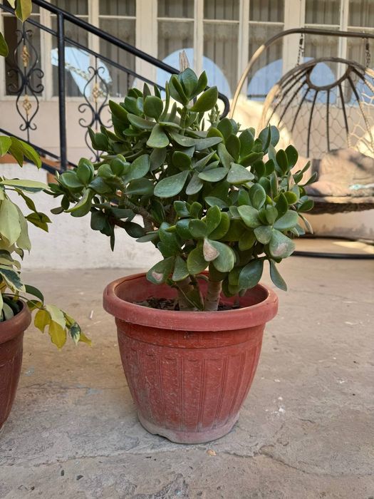 Xonaki gullar. Uy va ofislar uchun