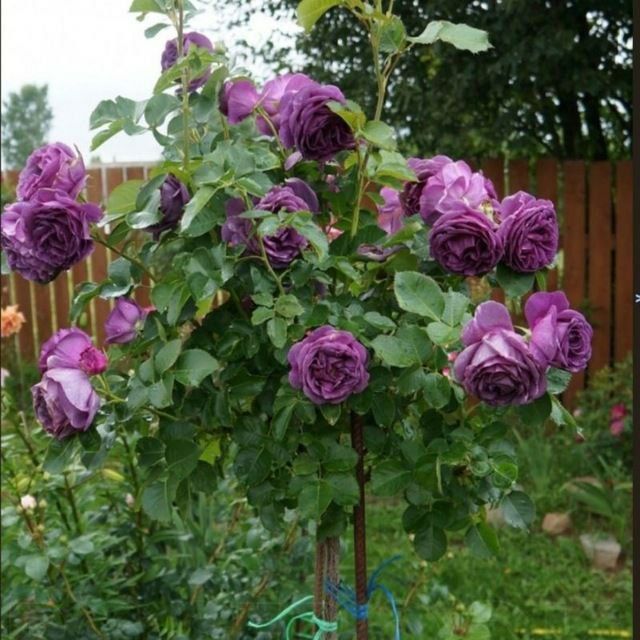 Штамбовый роза    Metropka shtampoviy atirgul boshlandi