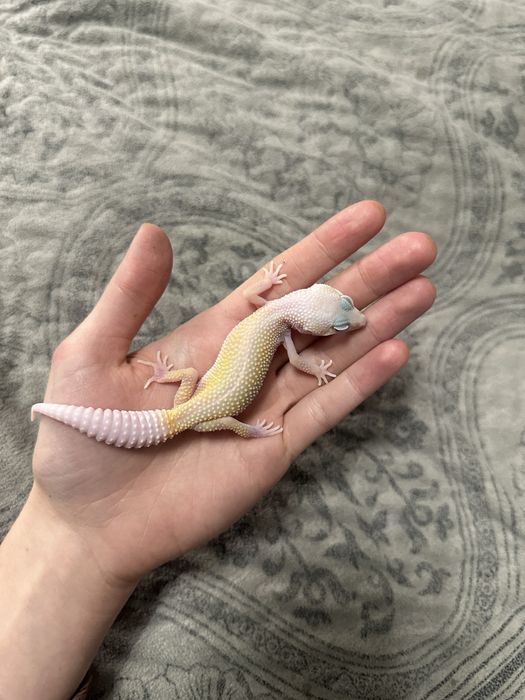 Эублефар малышь(самец)