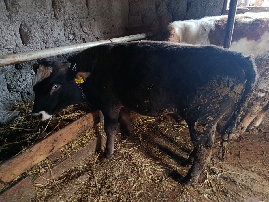 Продам бычка 450000