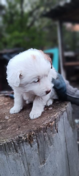 Отдам щенков девочек