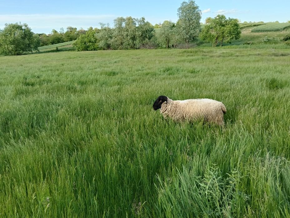 Vand berbec rasa Suffolk  in varsta de 2 ani