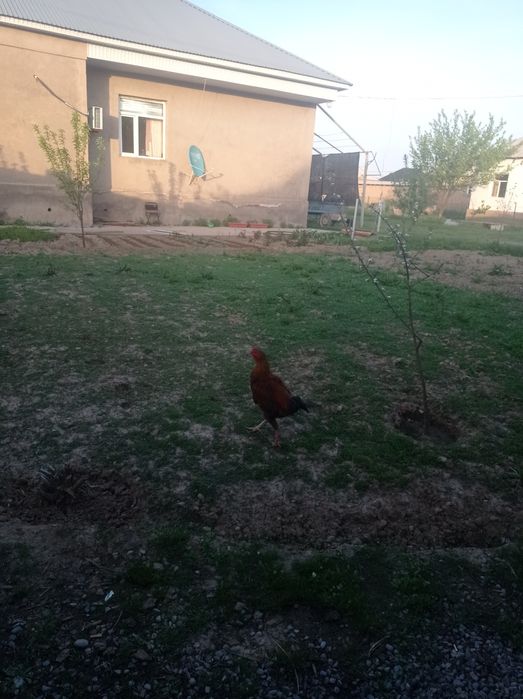 Байтсови Кораз .