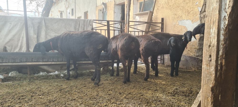 Қозылы қой Шаруа қой Гиссар