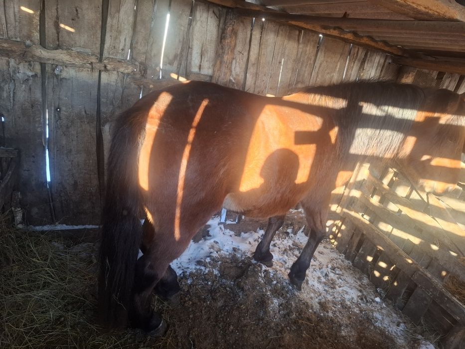 Продам лошадей 500