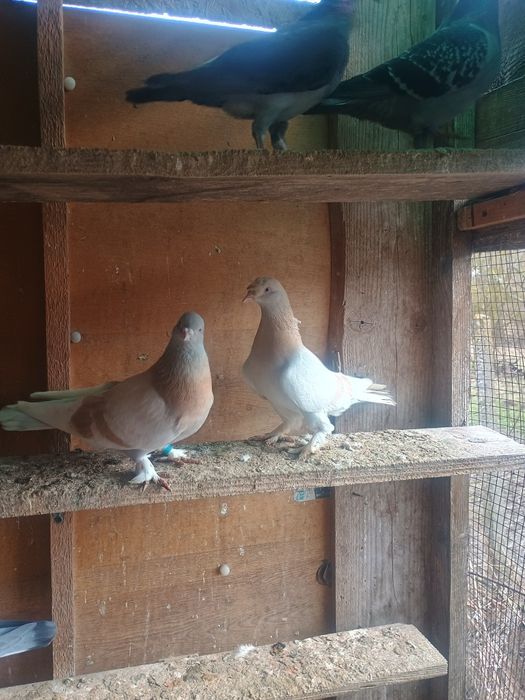 Porumbei takla cu joc