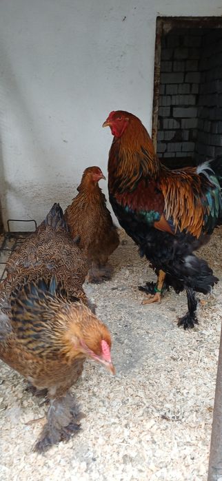Oua Brahma Potarnichiu
